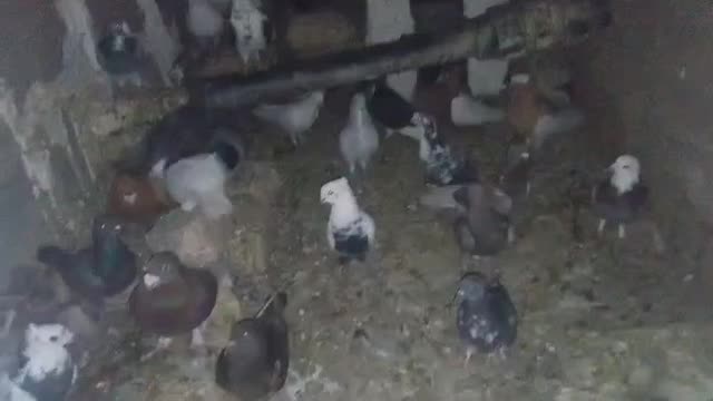 کبوتر|پرنده|سپیدان, |دیوار