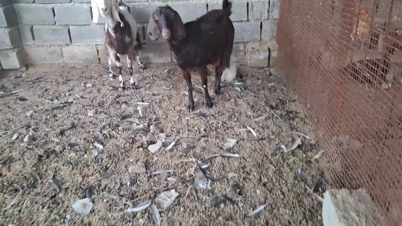 بز نژدی|حیوانات مزرعه|هندیجان, |دیوار