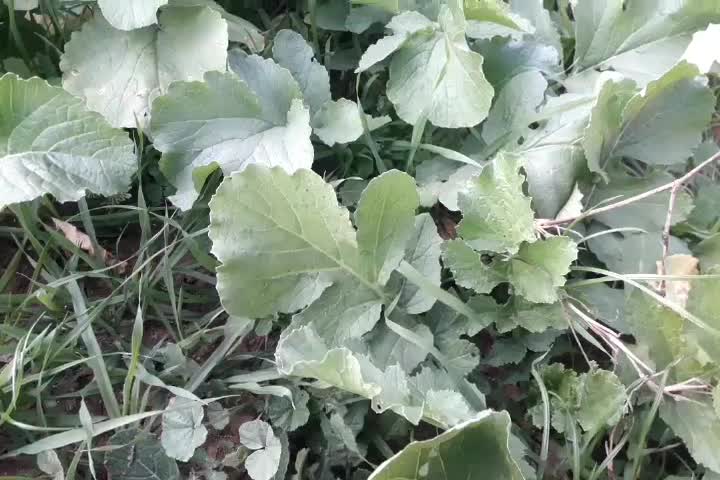 چوچاق و سبزی محلی وترشی|خوردنی و آشامیدنی|رشت, رودبارتان|دیوار