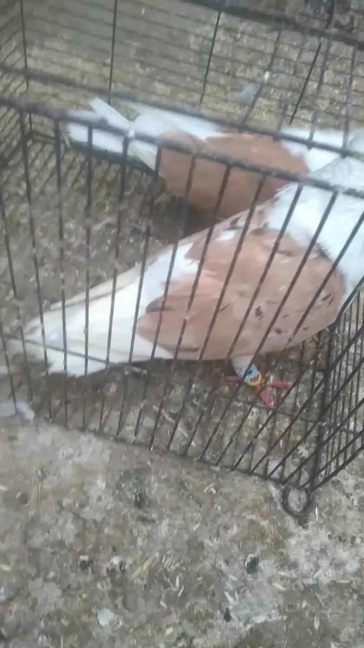 کفتر جفت گاه|پرنده|طاغنکوه, |دیوار