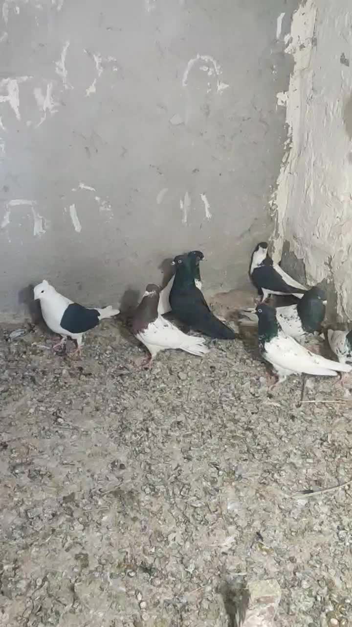 کفتربازیکن|پرنده|بم, |دیوار