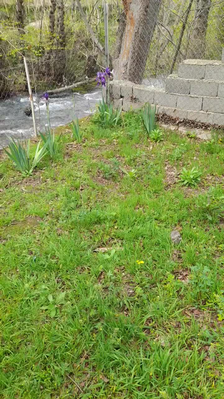 اجاره سوییت باغ دربست کناررودخانه باکلیه امکانات|اجارهٔ کوتاهمدت آپارتمان و سوئیت|رودبار, |دیوار