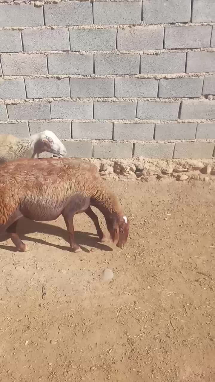 میش داشتی ابستن|حیوانات مزرعه|باوله, |دیوار