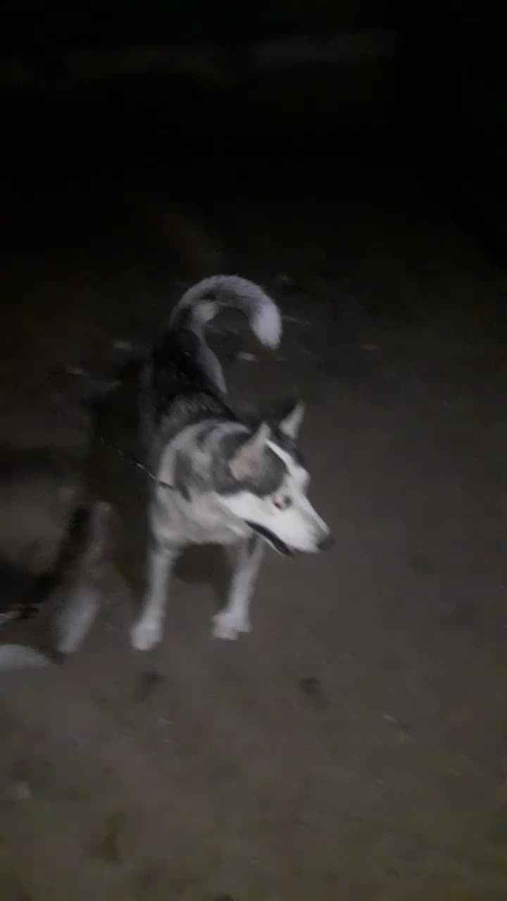 سگ هاسکی ماده|سگ|قم, لسانی|دیوار