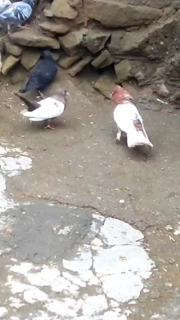 کفتر پرشی|پرنده|راز وجرگلان, |دیوار