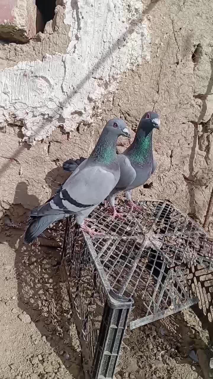 نره|پرنده|زهک, |دیوار