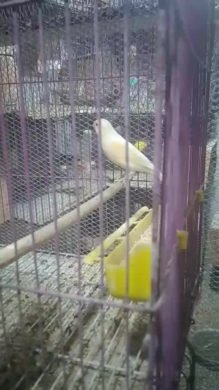 قناری|پرنده|بندرعباس, |دیوار