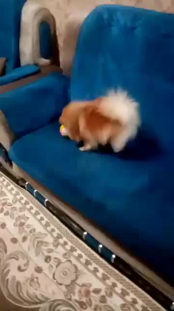 سگ خرسی خالص وارداتی همراه توله اش|سگ|شیراز, اصلاحنژاد|دیوار