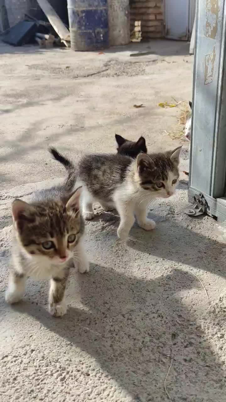 اهدای بچه گربه رایگان|گربه|مرند, |دیوار