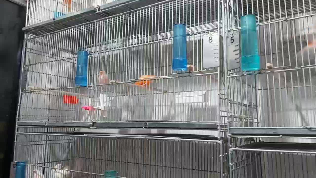 فروش تعداد محدود از قناری رد فاکتور وموزائیکی|پرنده|مشهد, ویلاشهر|دیوار