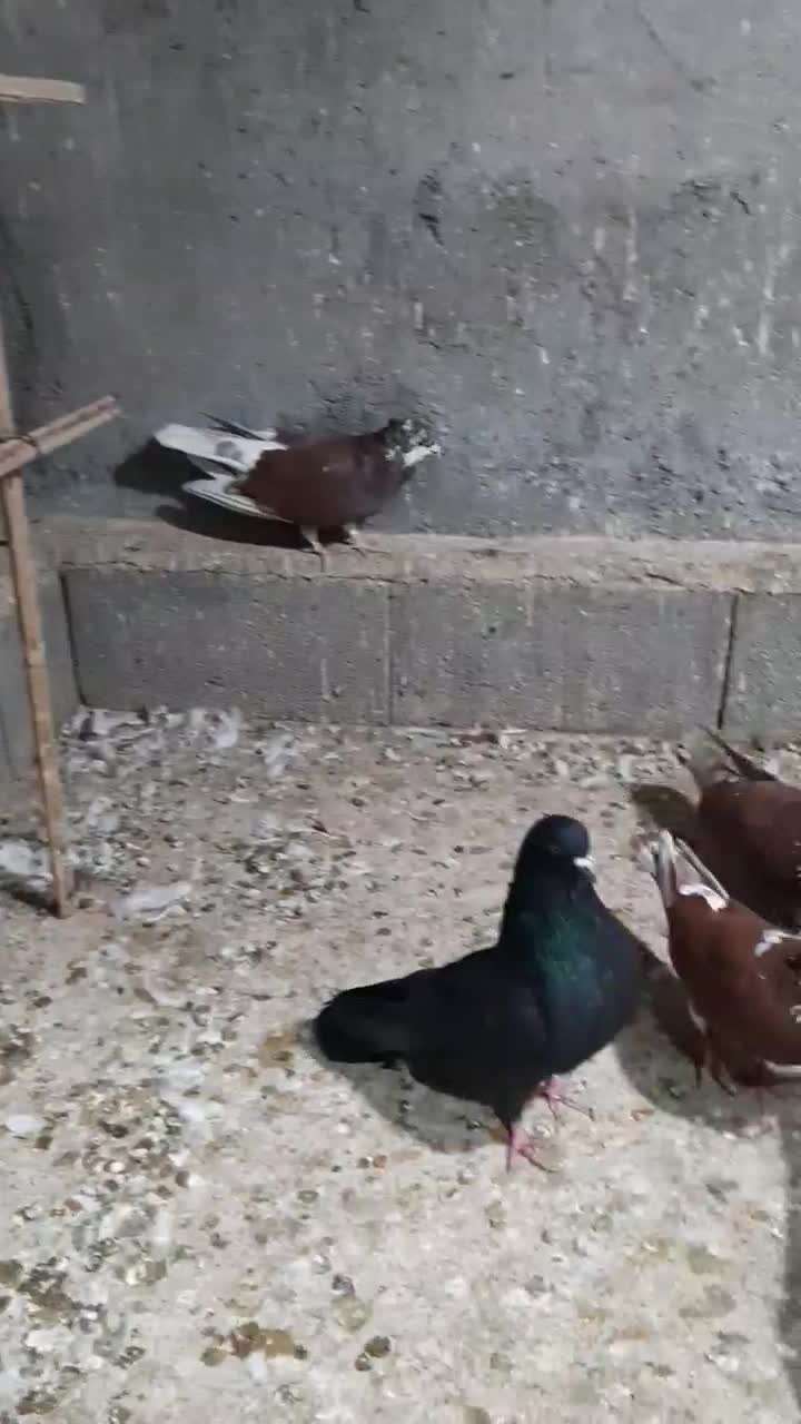 کبوتر پرشی|حراج|بندرعباس, |دیوار