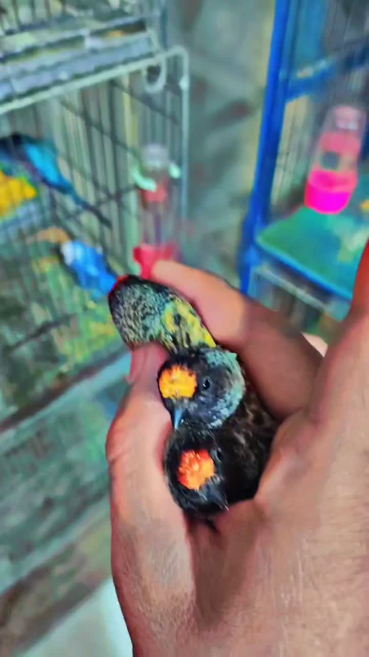 سهره نر کهنه درجه یک|پرنده|خمینی‌شهر, |دیوار