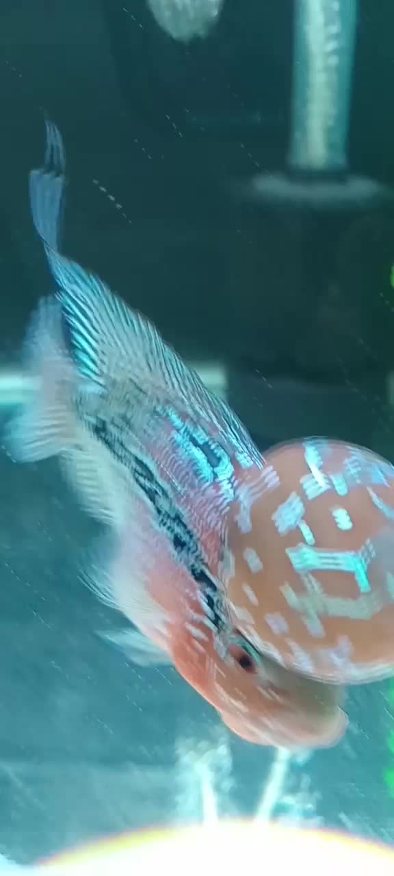 فلاور|ماهی|مشکین‌دشت, |دیوار