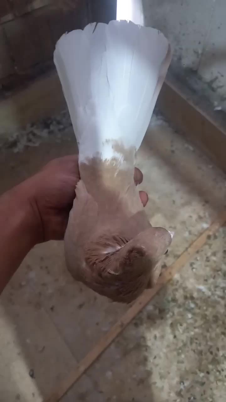 کبوتر زرد دمسفید و جوجه سرلاکی|پرنده|قم, شهرک مهدیه (مدرس)|دیوار