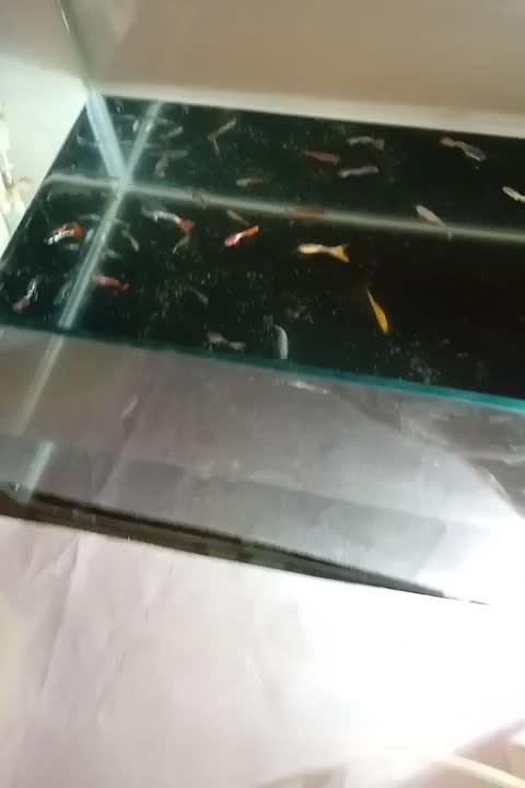 ماهی گپی|ماهی|مشهد, شهرک شیرین|دیوار