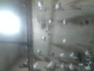 خرید و فروش عروس هلندی، مرغ، خروس و کبوتر|پرنده|فشاپویه, |دیوار