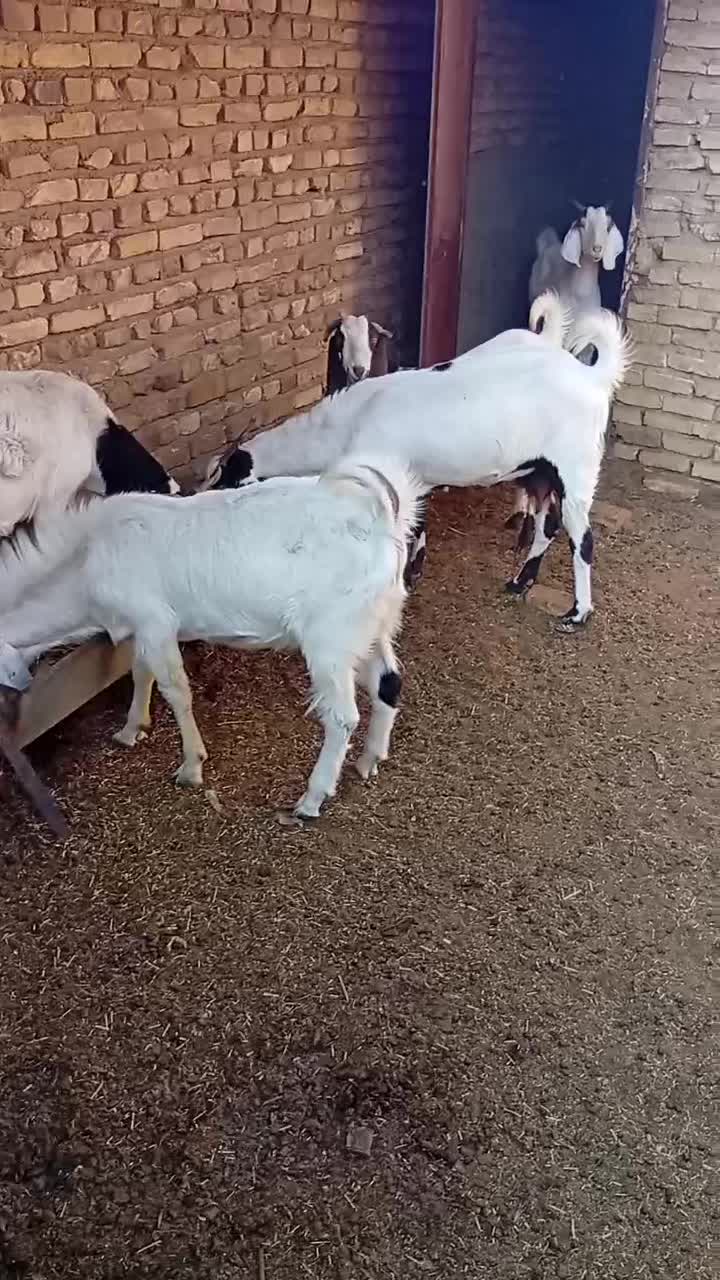 بز کره|حیوانات مزرعه|میبد, |دیوار