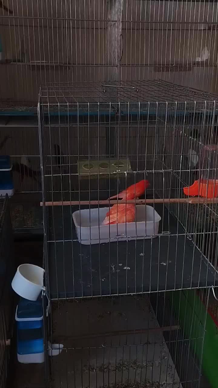 قناری نر ردفاکتور نژاد دار|پرنده|کرمان, |دیوار