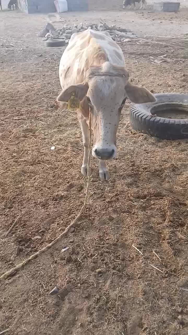 گاو شیری ‌آبستن|حیوانات مزرعه|کهنوج, |دیوار