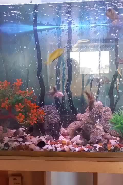 ماهی اکواریوم|ماهی|اسفراین, |دیوار