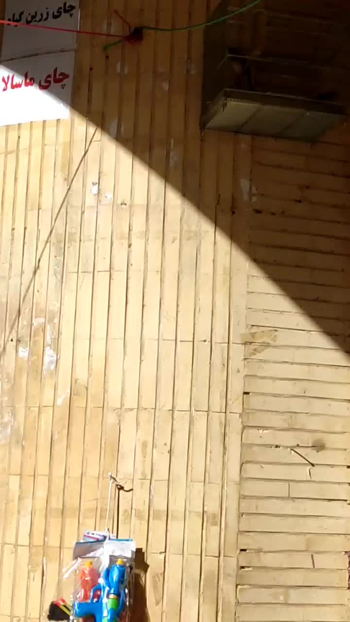 سهره قناری درجه یک سالم.صددرصد دهن سهره|پرنده|خوانسار, |دیوار