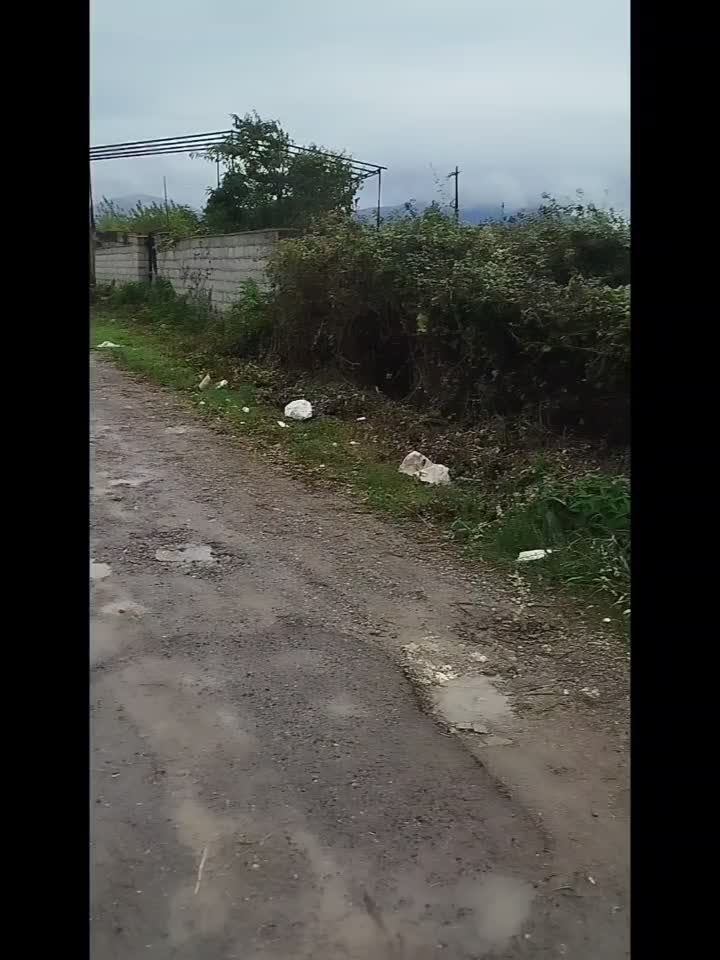 قطع درخت، فروش نهال صنوبر علفتراشی به صورت تخصصی|خدمات باغبانی و درختکاری|تنکابن, |دیوار