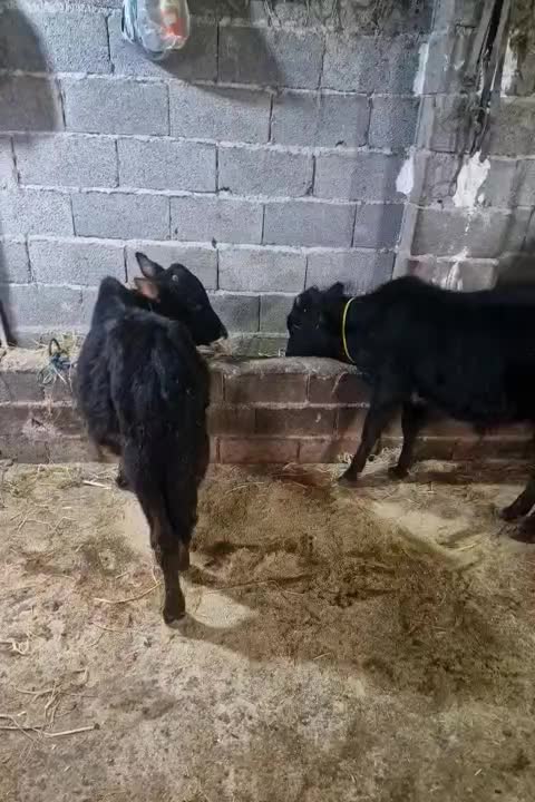 گوساله نر چالوسی یا گاو نر دو راس|حیوانات مزرعه|کوچصفهان, |دیوار