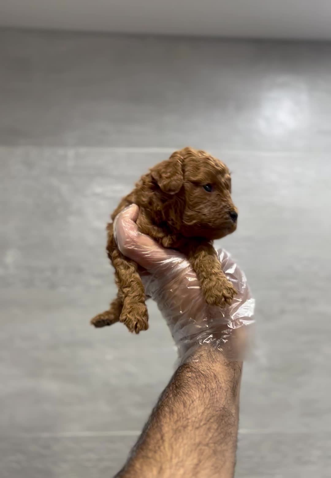 توی پودل عروسکی دارک رد نر|سگ|مشهد, هفت تیر (حافظ)|دیوار