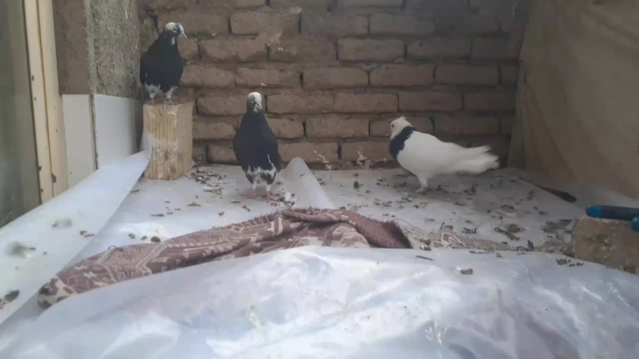 کفتر طوقی شازده|پرنده|نجف‌آباد, جعفرآباد|دیوار