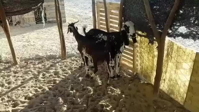 بزپنجاب دورگ آپس بز محلی شیری|حیوانات مزرعه|چابهار, |دیوار