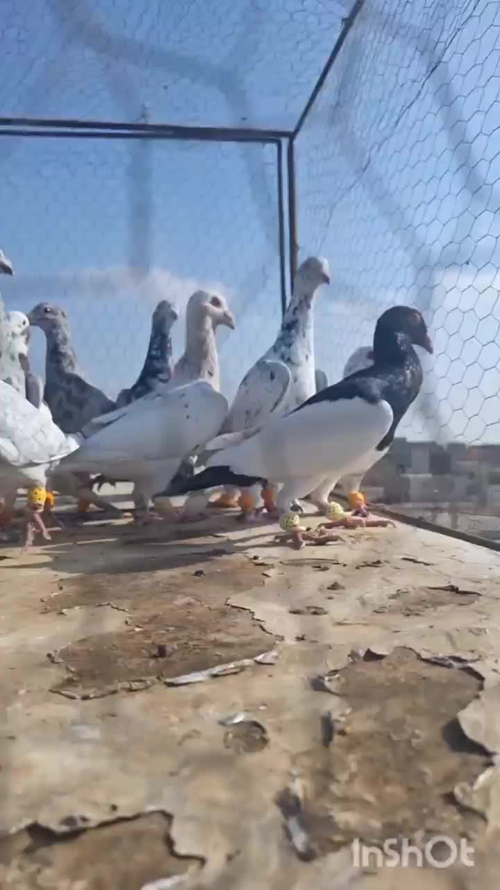 کفتر پرشی همه نر|پرنده|الوند, |دیوار