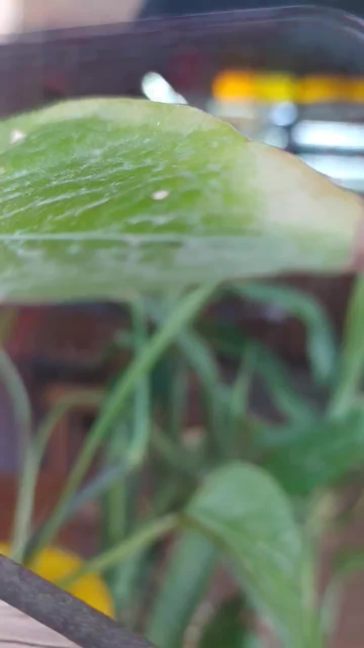 کافه ترید فرصت سرمایه گذاری|خدمات پذیرایی، مراسم|خرمشهر, |دیوار