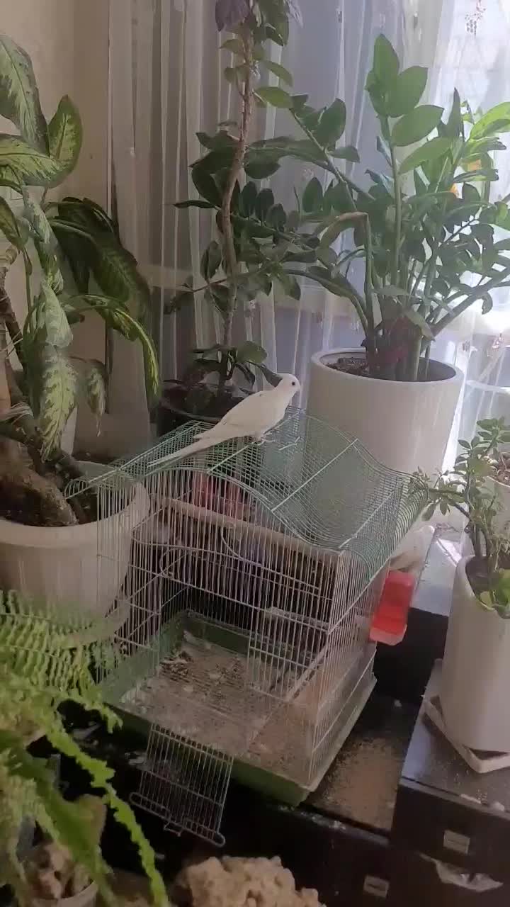 عروس هلندی تک خال|پرنده|تهران, سازمان برنامه جنوبی|دیوار