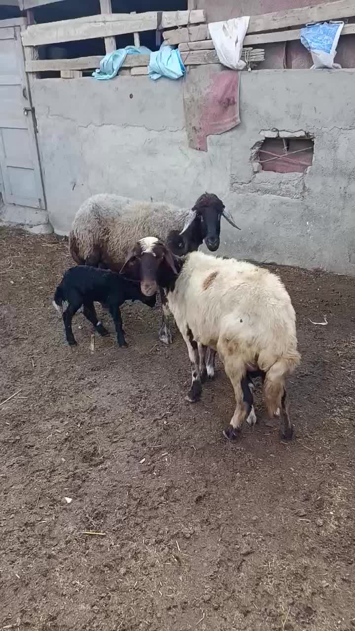 دوراس میش بره دار جوان|حیوانات مزرعه|سیمین شهر, |دیوار