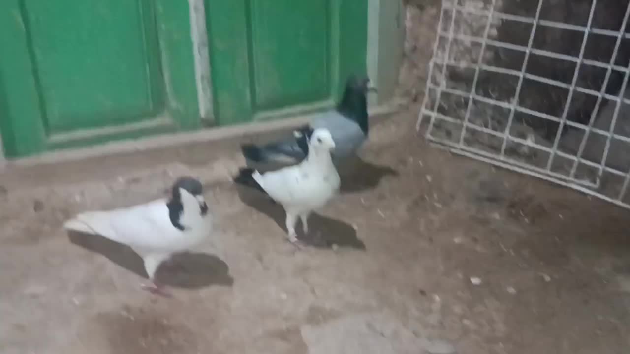 چهار تا کفتر مرتبط|پرنده|شیروان (خراسان), |دیوار