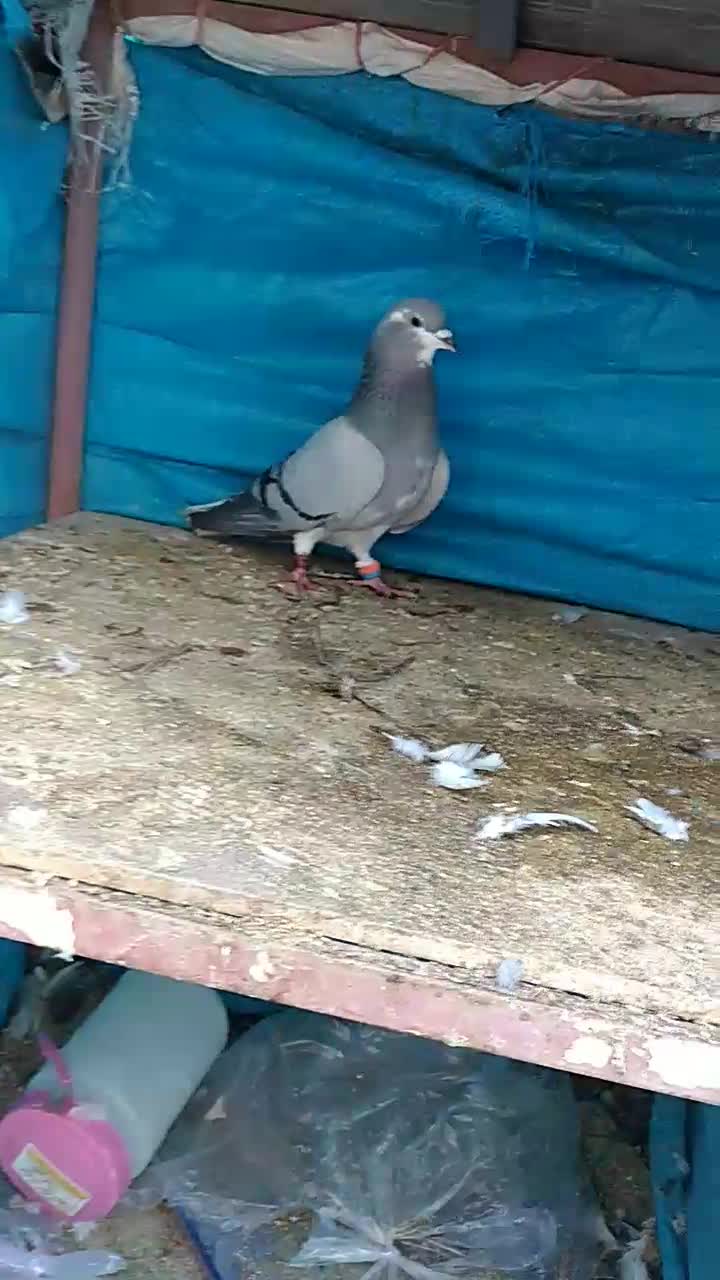 کبوتر|پرنده|گلپایگان, |دیوار