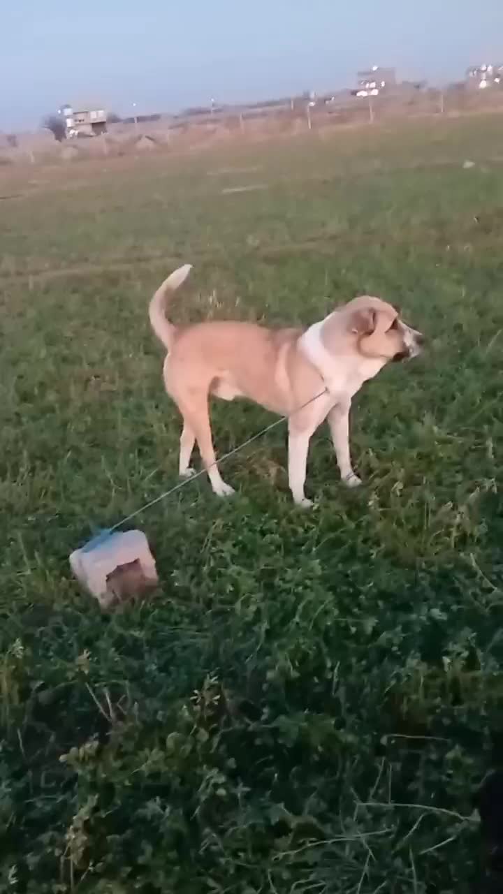 واگذاری سگ سرابی تاراز|سگ|چهاربرج, |دیوار