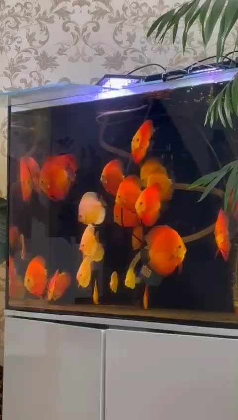 دیسکس رد ملون و آلبینو پلاتینیوم سایزبزرگ گریدبالا|ماهی|شاهینشهر, خبرنگار|دیوار