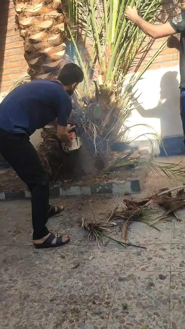 قطع نخل  بریدن درخت هرس نخل سمپاشی حشرات نخل|خدمات باغبانی و درختکاری|اهواز, پادادشهر|دیوار