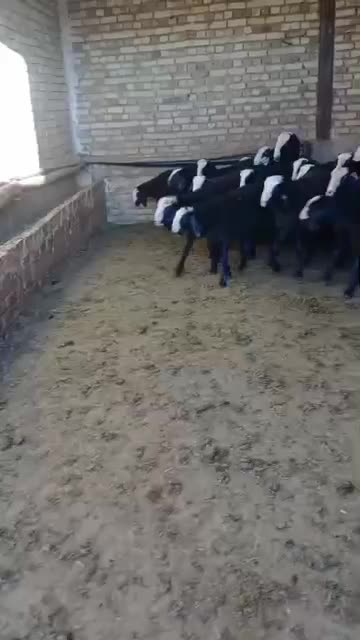 فروش میش وبره ماده ونر|حیوانات مزرعه|ساوه, |دیوار