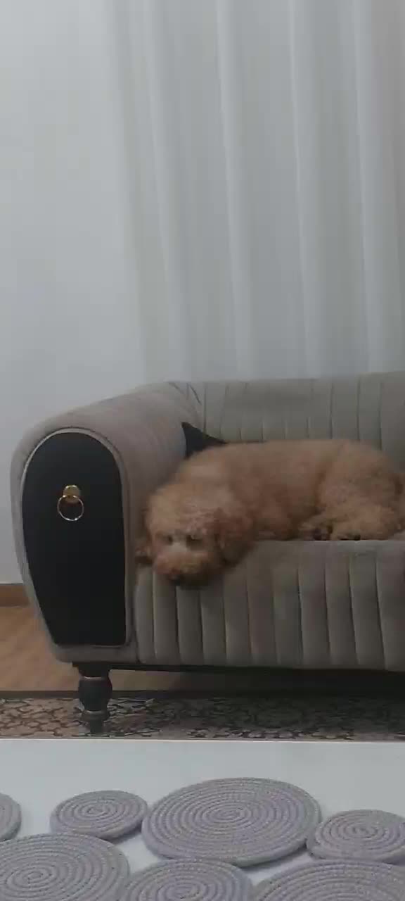 فروش سگ مینیاتور پودل وارداتی ۲ ساله|سگ|رشت, کوی عرفان|دیوار