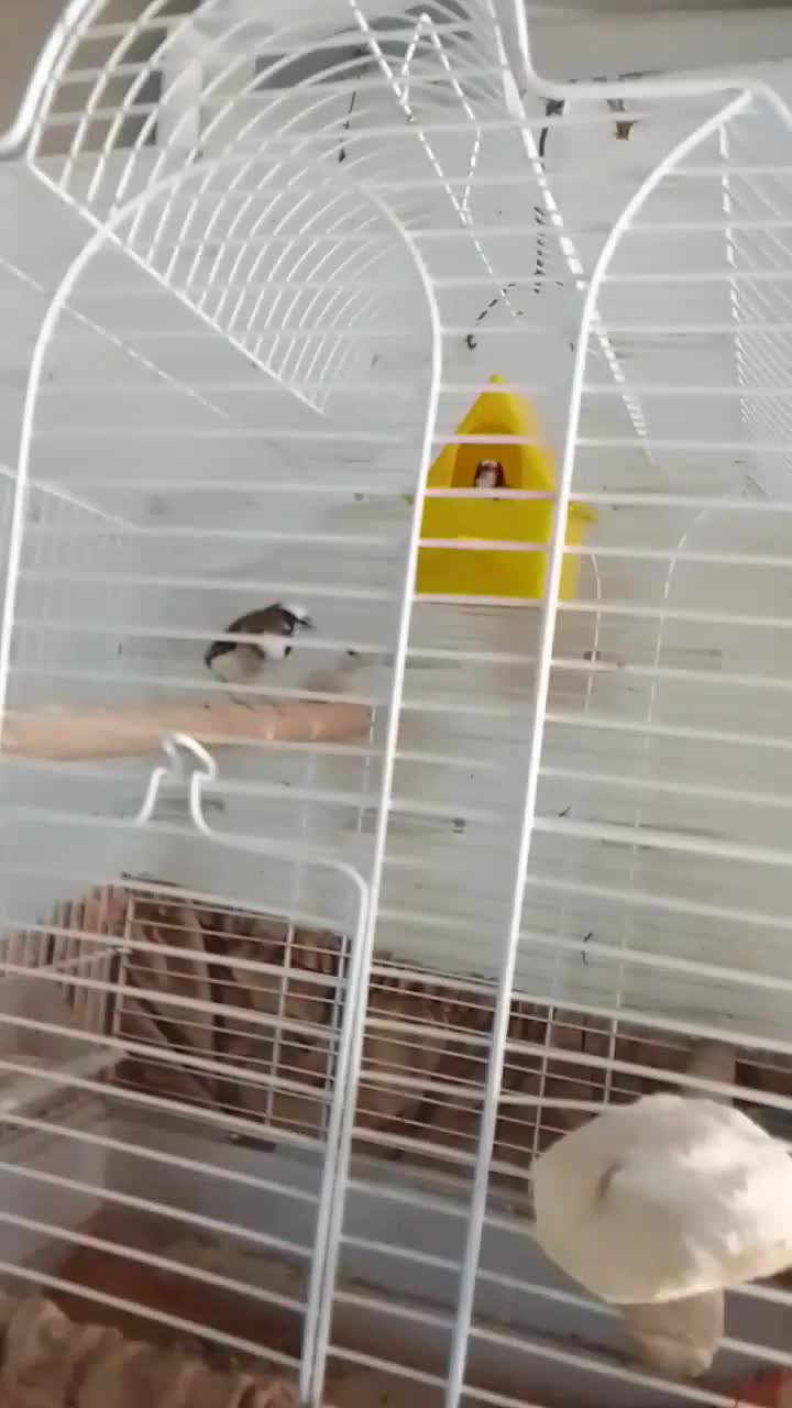 فنچ بنگالی|پرنده|فردیس, شهرک شهید حسینی|دیوار