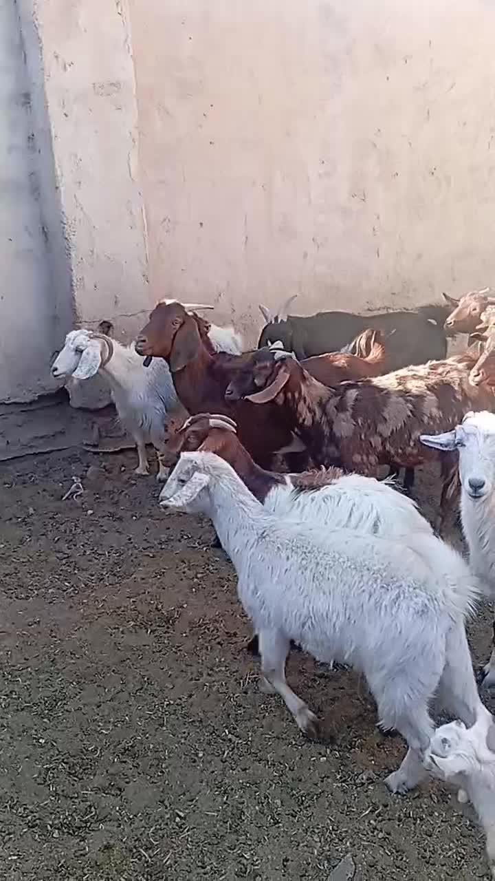 تعداد ۲۷ راس بز زاییده و ابستن|حیوانات مزرعه|مهریز, |دیوار