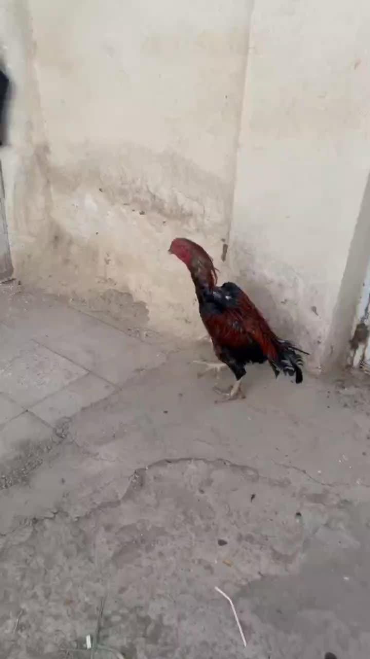 خروس لاری اصیل|حیوانات مزرعه|خاوران, |دیوار