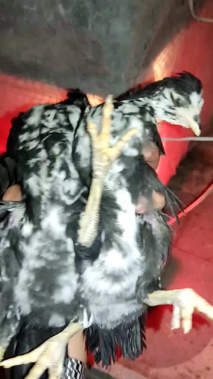 جوجه مرغ و خروس گلین|حیوانات مزرعه|شیراز, شهرک مدرس|دیوار