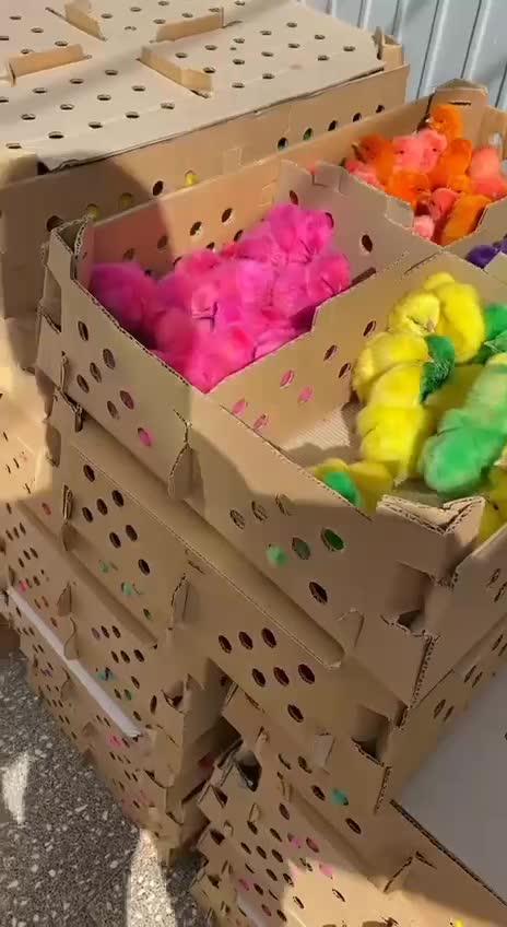 چوری پنبه ای خوشگل|حیوانات مزرعه|جیرفت, |دیوار