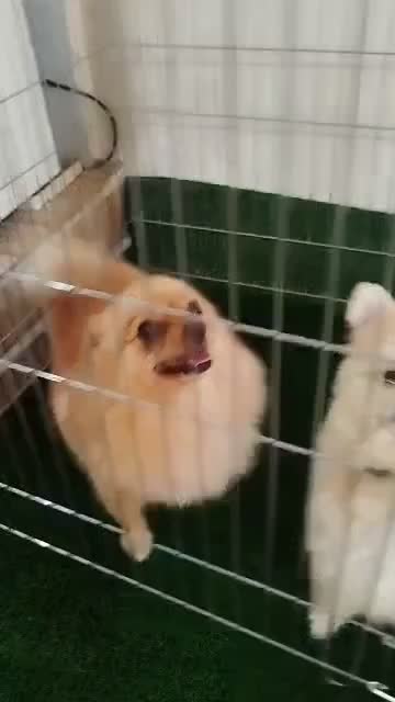 پامرانین روباهی مینی|سگ|نسیمشهر, |دیوار