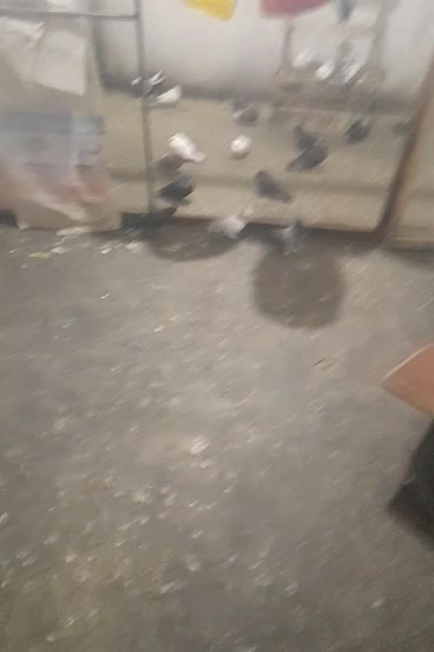 ۵ لنگ کبوتر ترکیه ای زیر قیمت|پرنده|بروجن, |دیوار