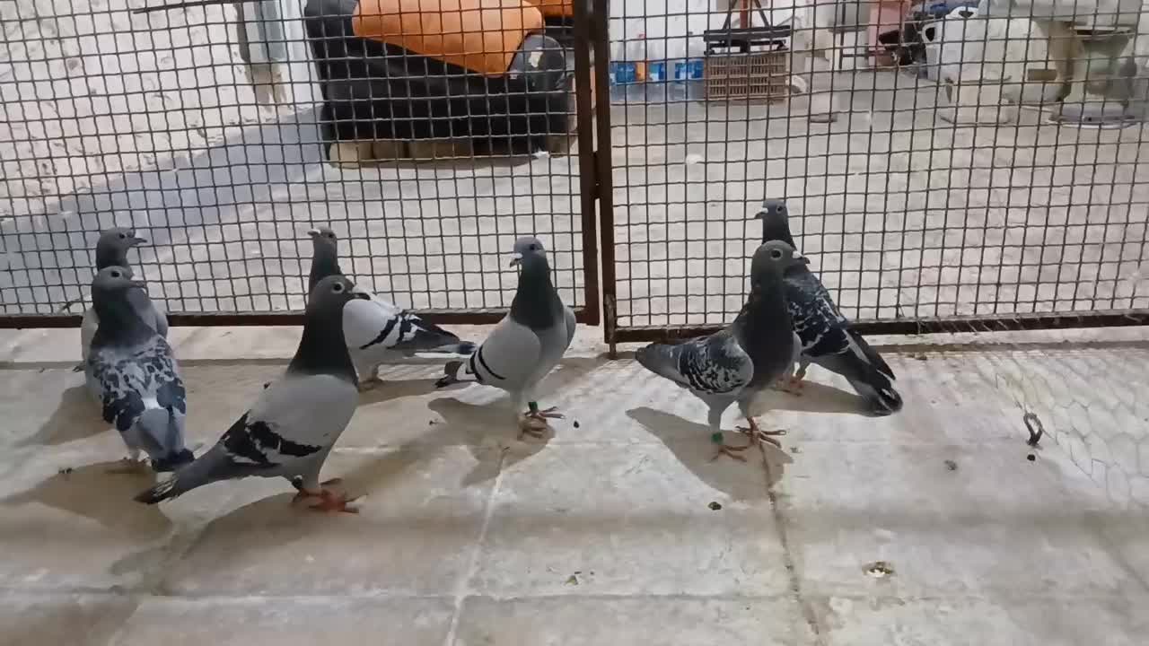 کفتر مسافتی و شناسنامه دار|پرنده|شیراز, رحمت‌آباد|دیوار