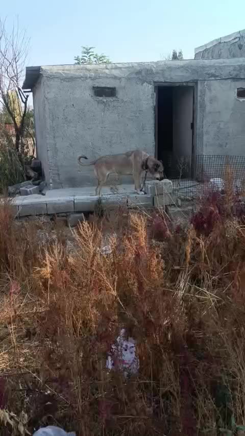 ماده سرابی دکور|سگ|سراب, |دیوار